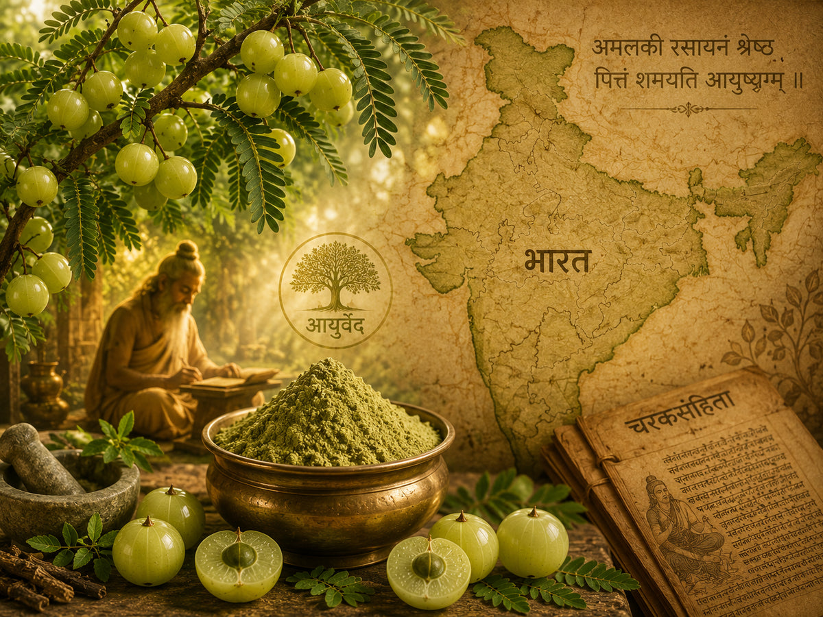 Amla en la tradición ayurvédica de la India: árbol de amla, mapa de la India y manuscrito antiguo