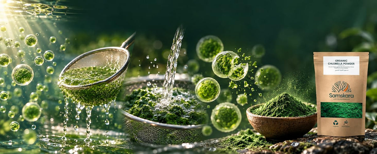 Gotas de agua y plantas verdes: la chlorella crece en agua dulce limpia bajo la luz del sol