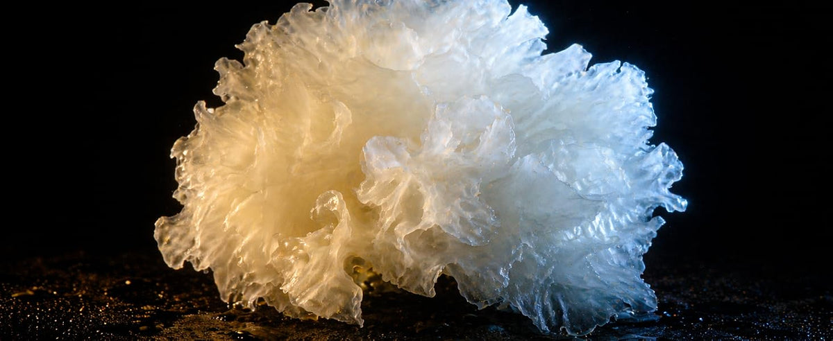 Tremella blanca, el hongo de la nieve, de textura translúcida sobre fondo oscuro