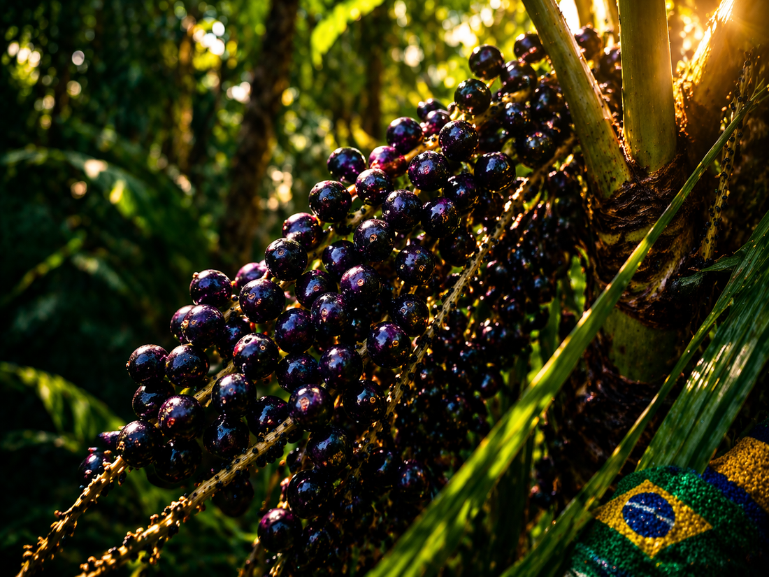 Açaí Liofilizado en Polvo BIO | Prepara Bowls al Estilo Amazónico | 100 % Baya Pura Liofilizada | Samskara