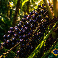 Açaí Liofilizado en Polvo BIO | Prepara Bowls al Estilo Amazónico | 100 % Baya Pura Liofilizada | Samskara