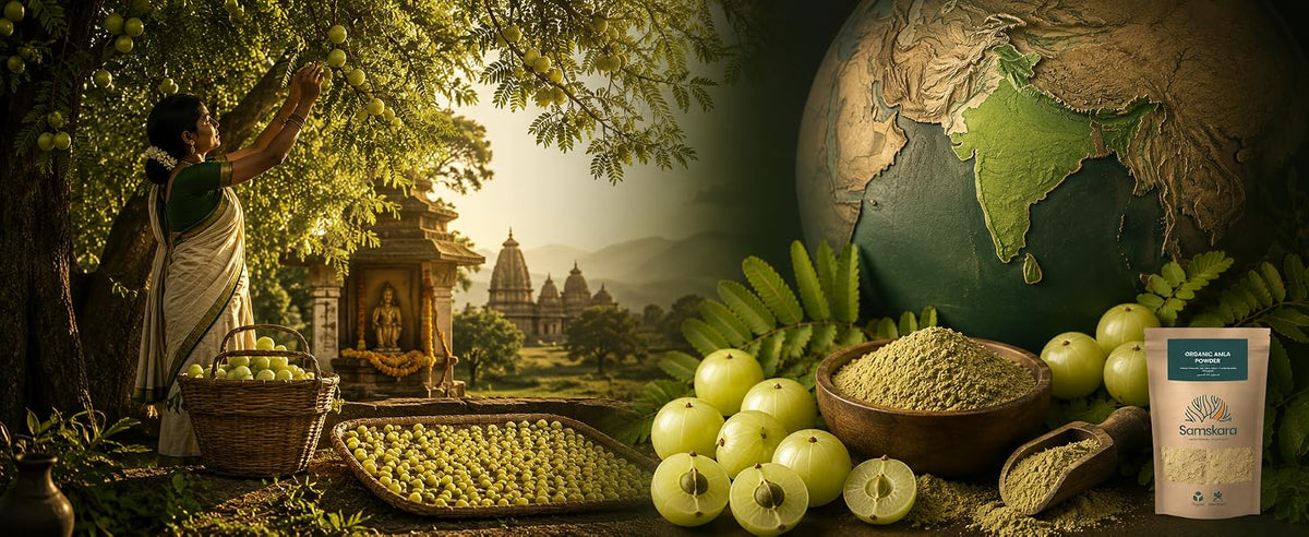 Amalaki, la fruta sagrada de la India: recolección tradicional de amla y polvo secado a la sombra