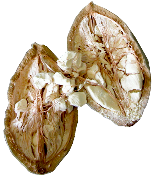 Baobab en Polvo BIO | Aporta un Toque Cítrico y Fibra a tus Bebidas | Superfruto Africano Natural | Samskara