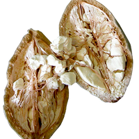 Baobab en Polvo BIO | Aporta un Toque Cítrico y Fibra a tus Bebidas | Superfruto Africano Natural | Samskara