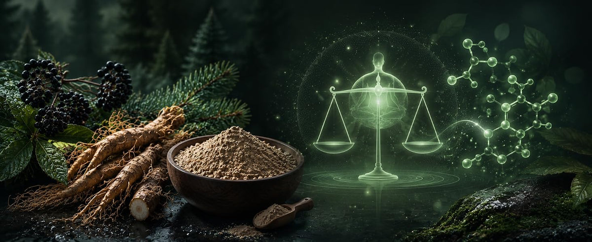 Raíz de eleuterococo y cuenco de polvo de ginseng siberiano en un bosque, planta clásica de la herbolaria tradicional