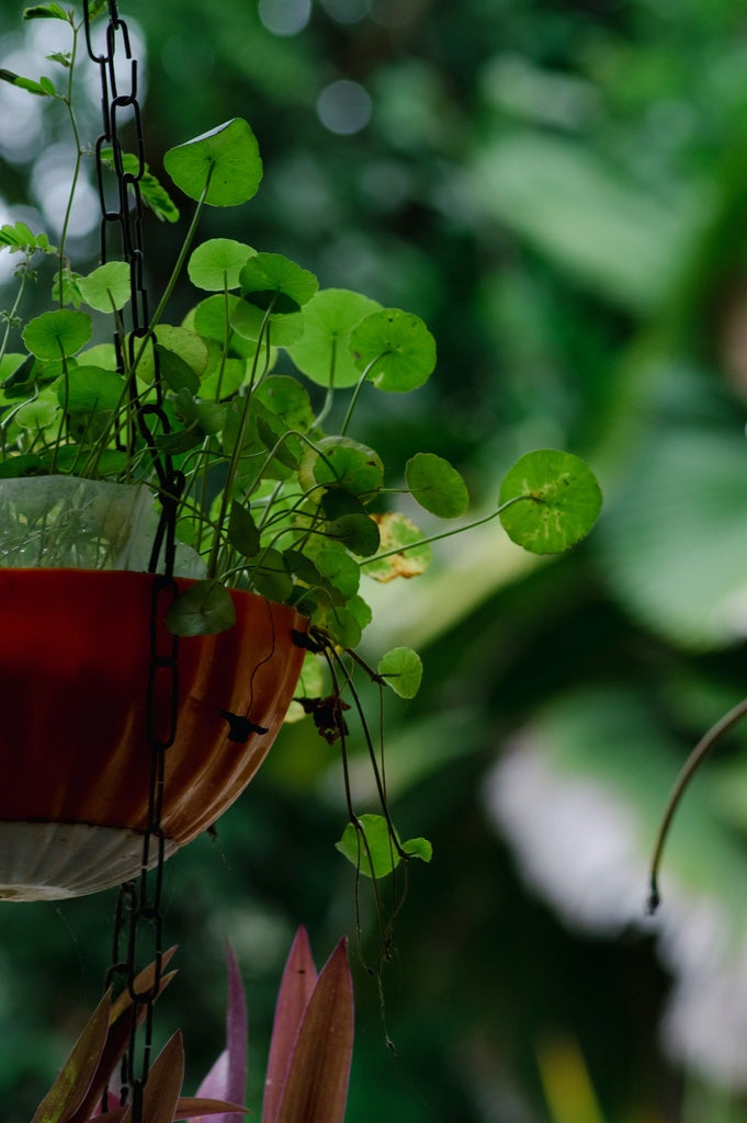 Brahmi en Polvo BIO - 100g