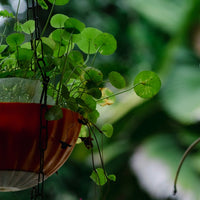 Brahmi en Polvo BIO - 100g