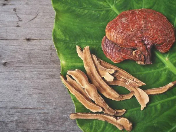 Reishi en Polvo BIO - 100g