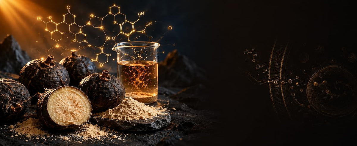 Raíces de maca negra partidas, polvo de maca y vaso de infusión dorada sobre fondo oscuro
