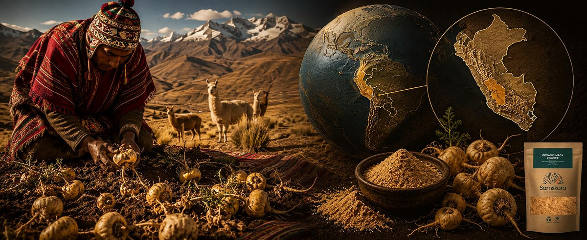 Maca peruana cultivada a más de 4.000 metros en el altiplano andino de Junín, Perú