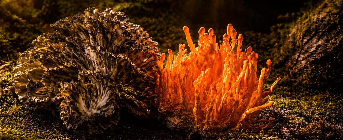 Hongo maitake y cordyceps militaris de color naranja sobre musgo del bosque