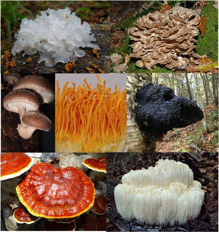 Organic 7 Medicinal Mushroom Complex - 100g