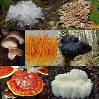 Organic 7 Medicinal Mushroom Complex - 100g