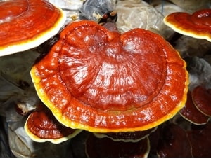 Organic 7 Medicinal Mushroom Complex - 100g