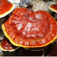 Organic 7 Medicinal Mushroom Complex - 100g