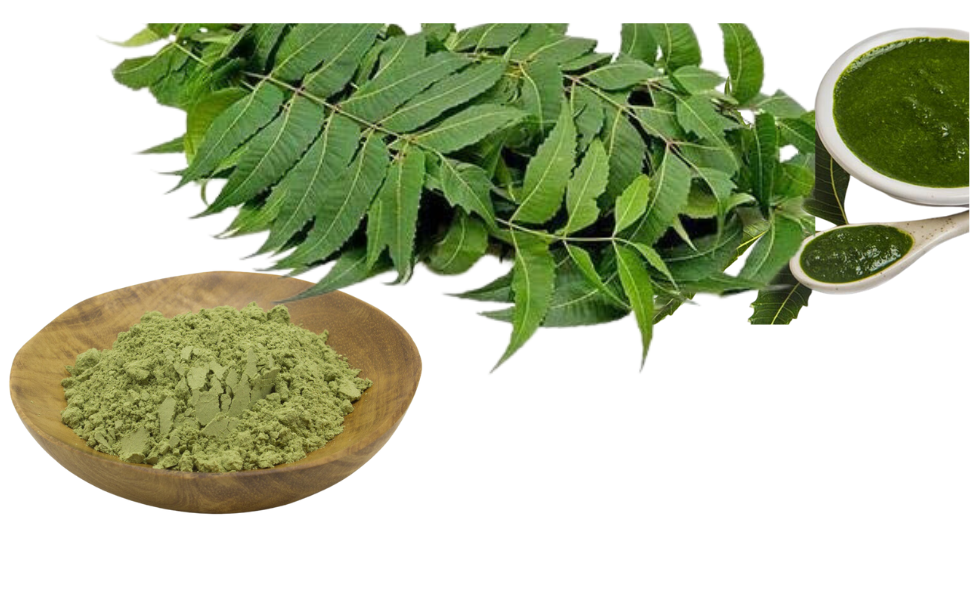 Polvo de neem ecológico Samskara en cuenco de madera junto a hojas frescas de neem y cucharas con polvo verde
