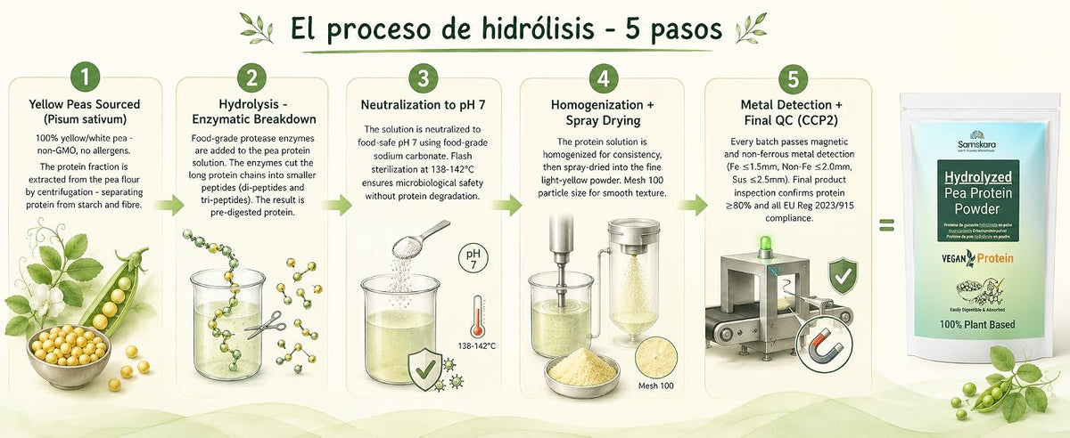 El proceso de hidrólisis de la proteína de guisante en 5 pasos: hidrólisis enzimática, neutralización, secado por atomización y control de calidad